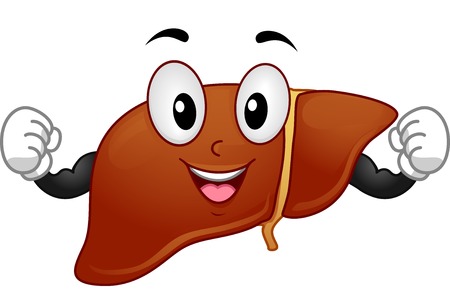 30121635 - mascot illustration featuring a liver flexing its muscles
